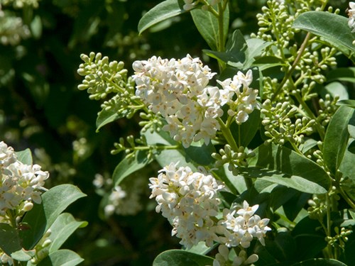 Cheyenne Privet (Ligustrum vulgarve)
 A dense panicle of small white flowers.